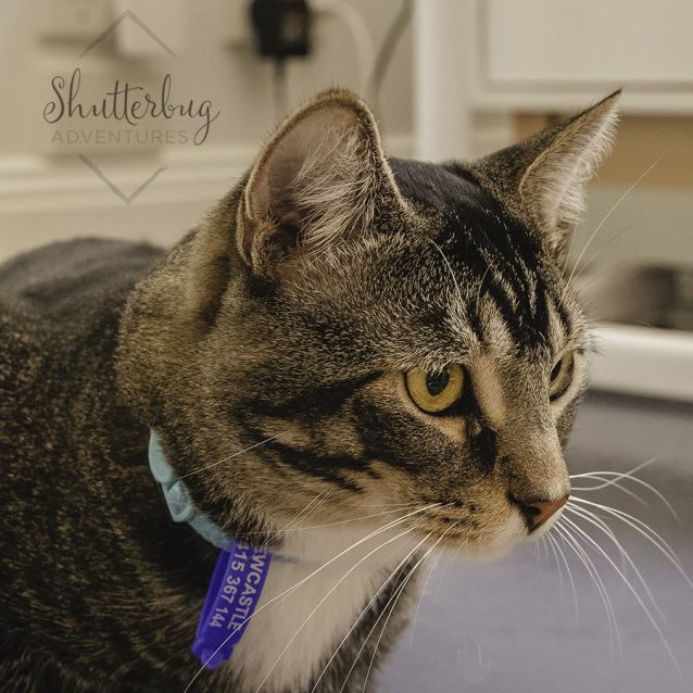 Photo of Smoochy ~ 3 Year Old Cat (On Trial 18/6/21)
