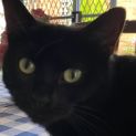 Photo of Ash Located In Pakenham