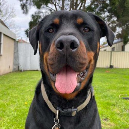 Chico ** Love Bug Rottweiler **