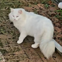 Photo of Whisky