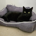 Photo of Luna