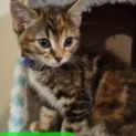Photo of Pepper