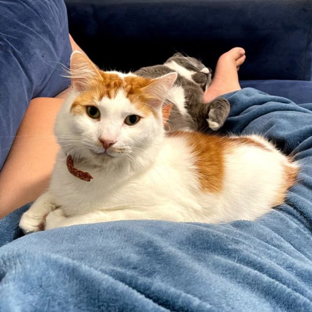 Photo of Oak   Best Family Cat! 