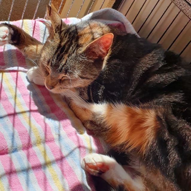 Photo of Tilly