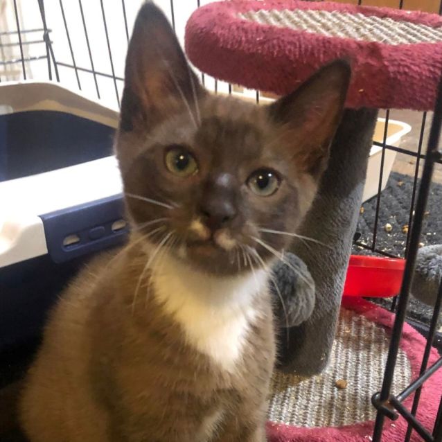 Photo of Mo   Male Kitten