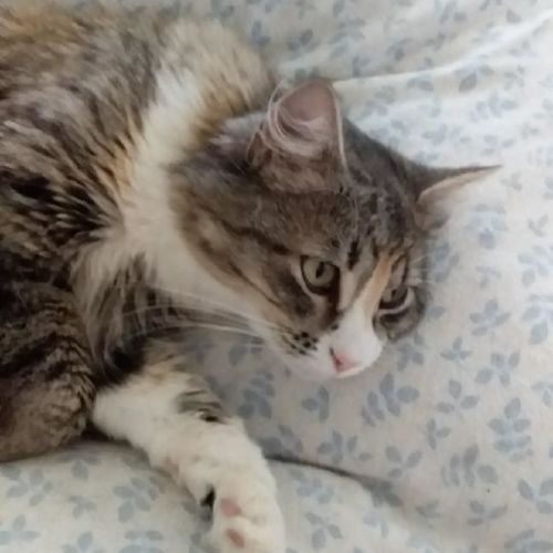 Freya