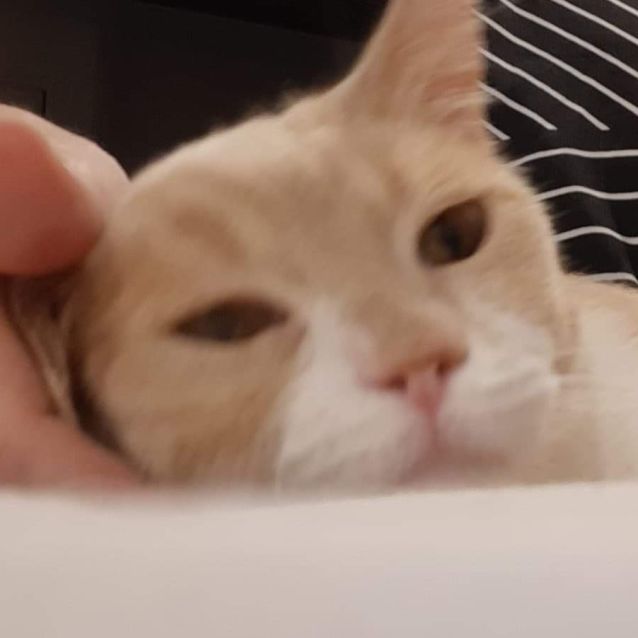 Photo of Phoenix