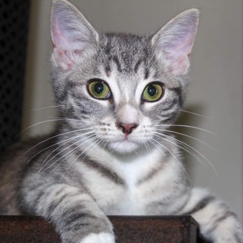 Coco