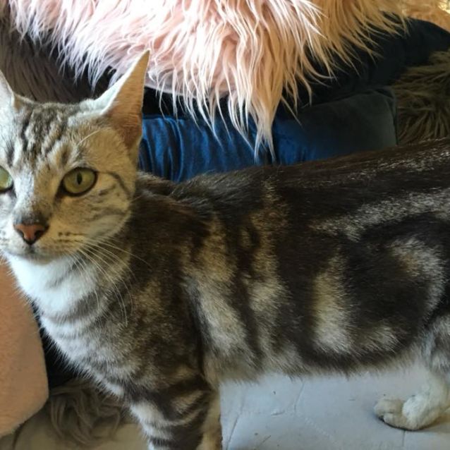 Photo of Marley **2nd Chance Cat Rescue**
