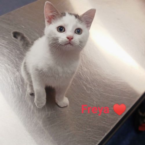 Freya