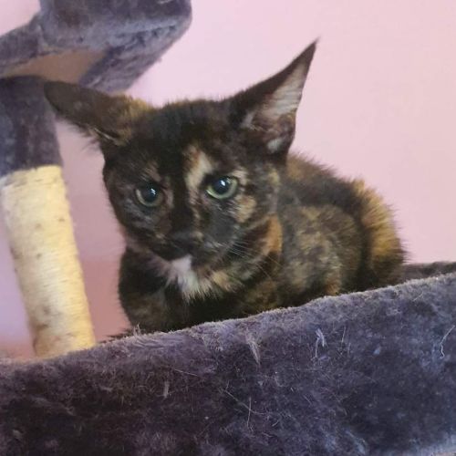 🎀Zelda🎀