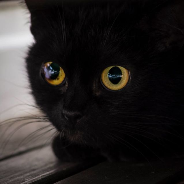 Jinx **2nd Chance Cat Rescue** Female Domestic Short Hair Cat in VIC