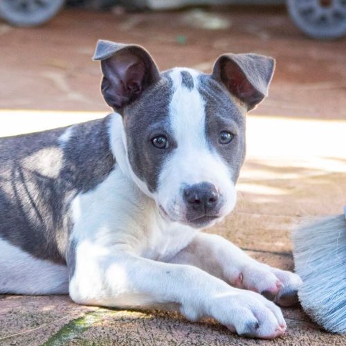 Chino ~ 9wk Old Staffy X (Trial 03/10/20)
