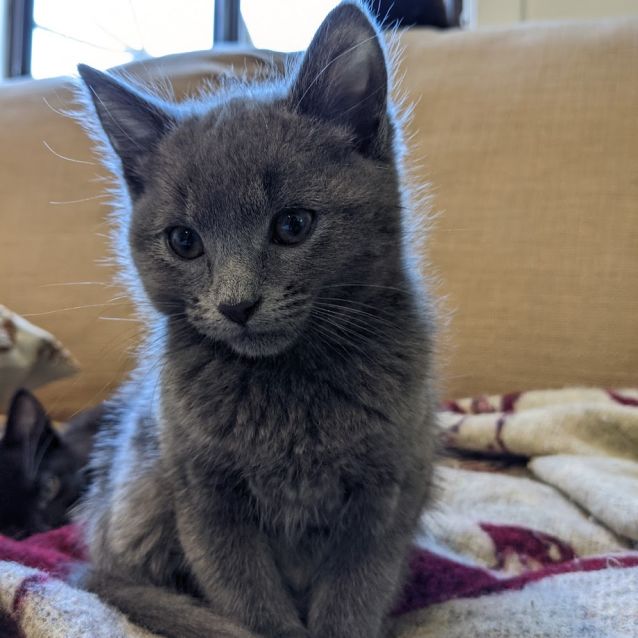 Photo of Charlotte   8 Week Old (On Trial 15/07/2021)