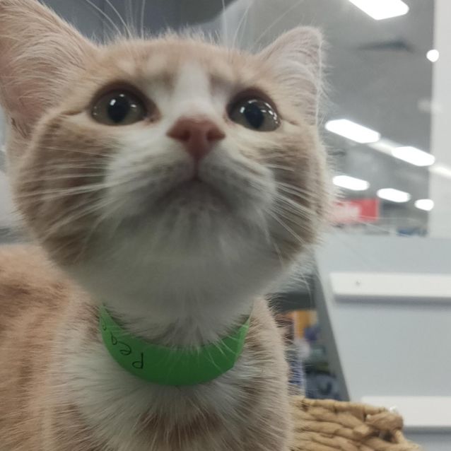 Photo of Peaches