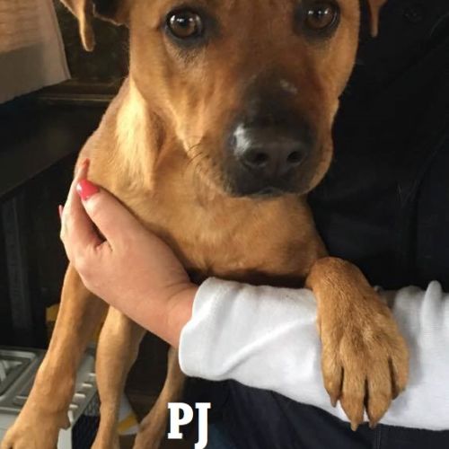 PJ