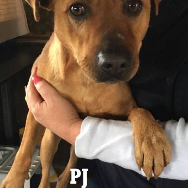 Photo of Pj