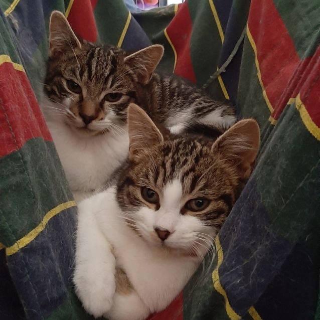 Photo of Grizzly Mac Duff To Go With Billie Jean