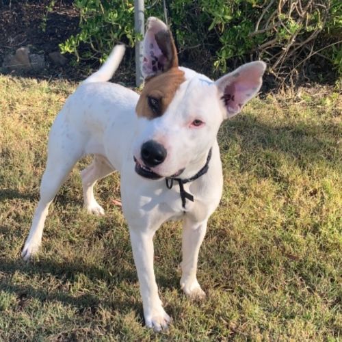 Flyn (on Adoption trial)