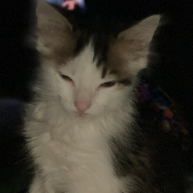 Photo of Flashy