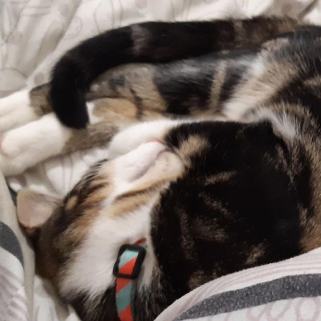 Photo of Patch