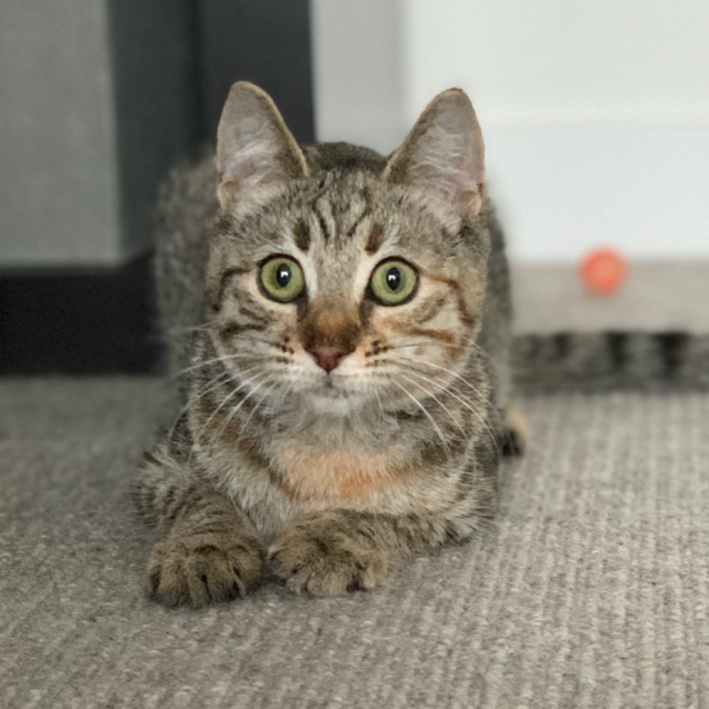 Photo of Spitfire