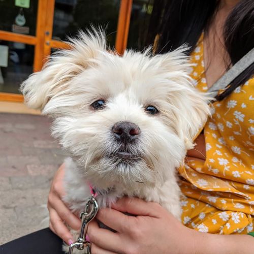 Esme (Australian Capital Territory)