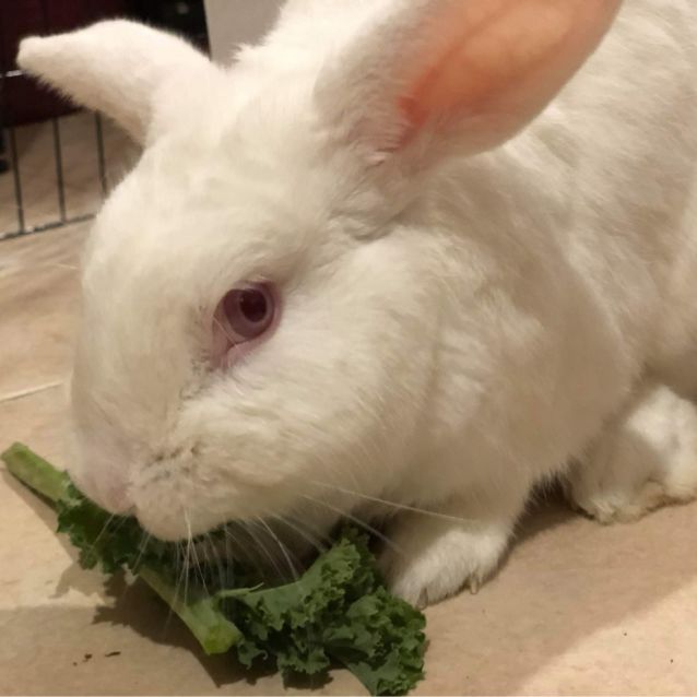 Photo of Thumper 🥕