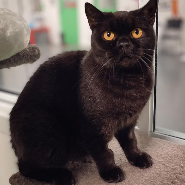 Photo of Cleo