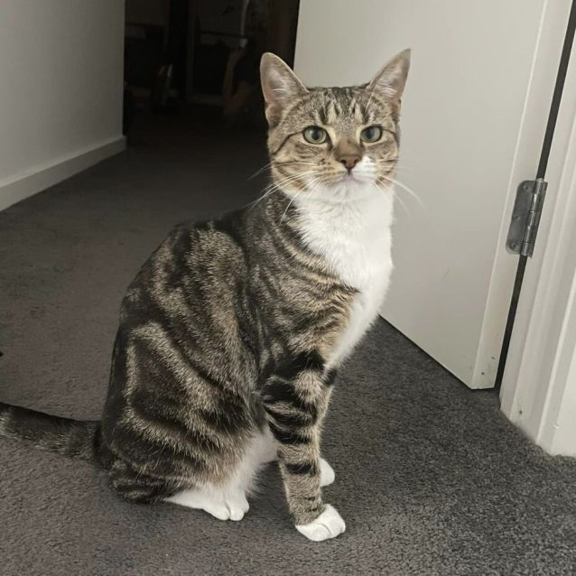 Photo of Cookie