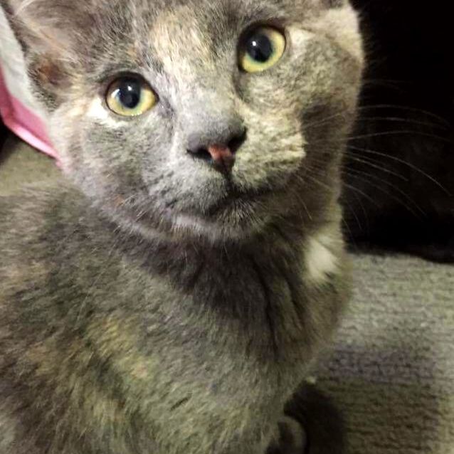 Photo of Henrietta