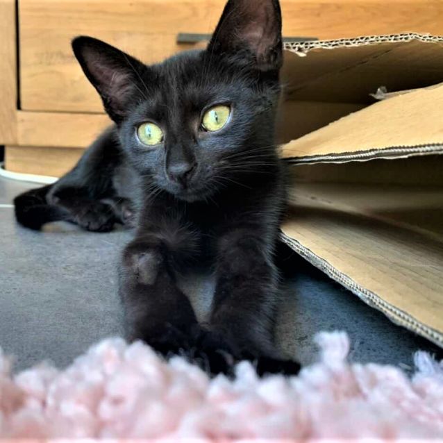 Photo of Graphite ^^Dandy Cat Rescue^^