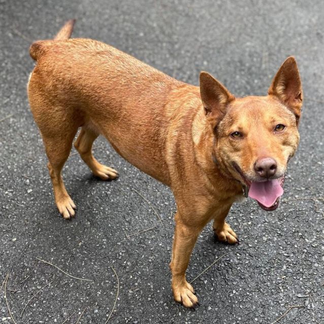 Photo of Charlie Girl