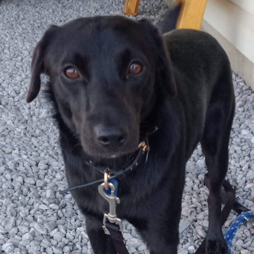 Charlie (adoption pending)