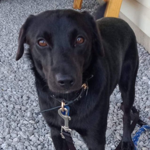 Photo of Charlie (Adoption Pending)