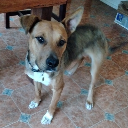 Roo