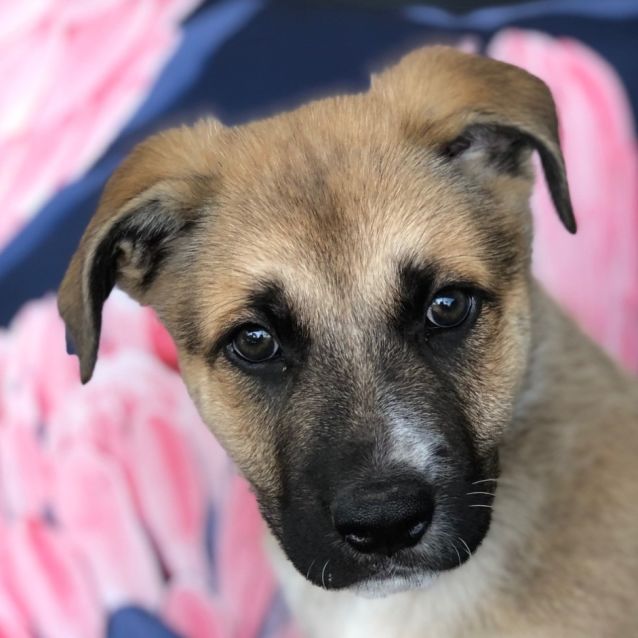 Photo of Archie ~ Gsd X Cattle (On Trial 28/10/20)