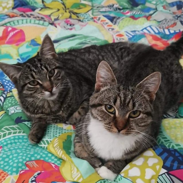Photo of Aurora   Meet Me Cat Lounge/Neko Hq Preston