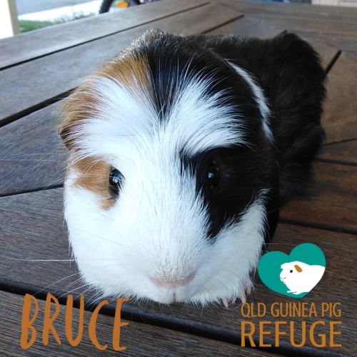 Bruce (desexed male)