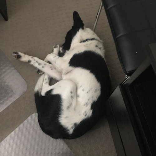 Archie