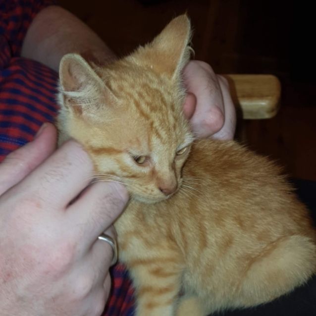 Photo of Oscar