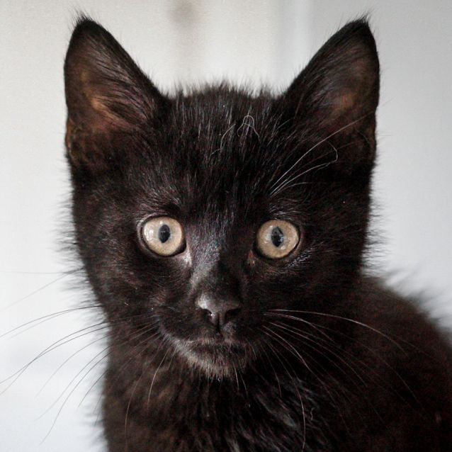 Photo of Humphrey ~ 10 Week Old Kitten (On Trial 10/6/21)