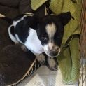 Photo of Puppy Phoebe Dl2339