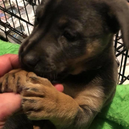 Puppy Nellie DL1952