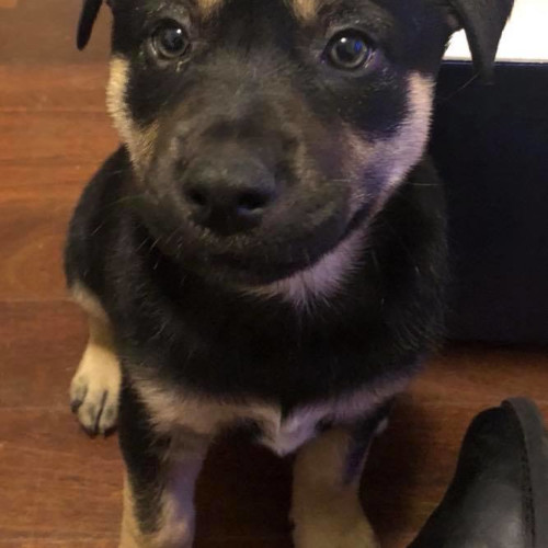 Puppy Gibson DL1953
