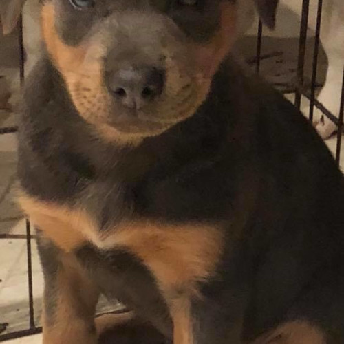 Puppy Tucker DL1954