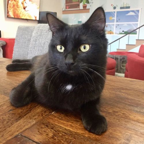 Olive - Meet me Saturday @Best Friends Preston