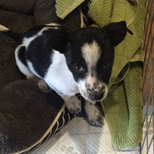 Puppy Phoebe DL2339