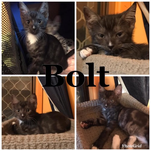 Bolt