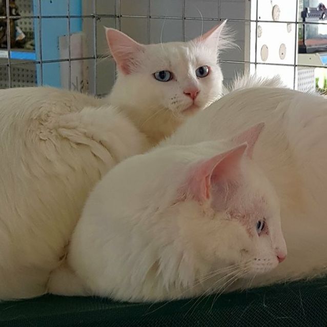 Photo of Villa And Nilla